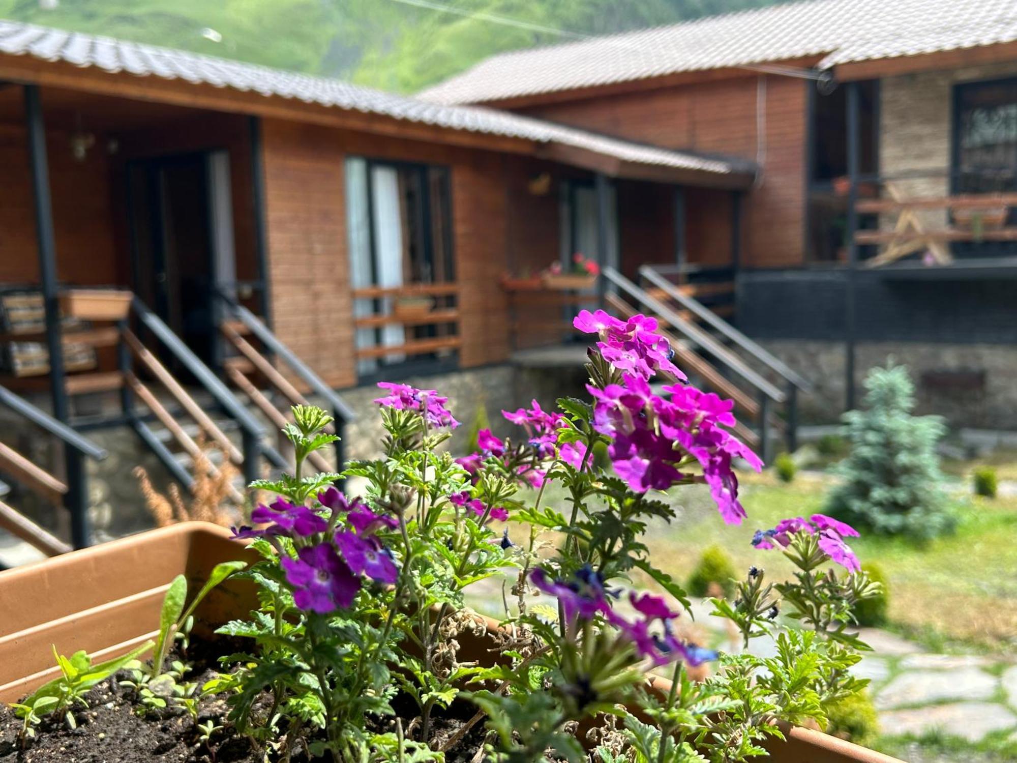 Panorama Cottages Kasbegi Buitenkant foto